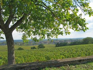 Blick auf Puligny-Montrachet