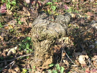 Alte Pinot Noir Rebe