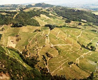 Cornas - terrassierte Weinberge